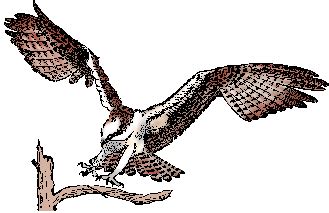 plural of osprey